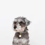 サークルチャームレザーカラー【名入れ彫刻対応】 - Image 9