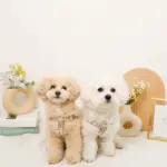 ミックスカラー反射ハーネス - Image 2