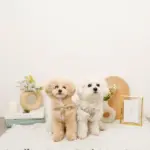 ミックスカラー反射ハーネス - Image 6