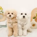 ミックスカラー反射ハーネス - Image 7