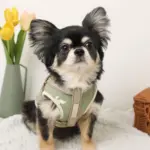 ミックスカラー反射ハーネス - Image 9