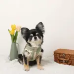 ミックスカラー反射ハーネス - Image 10