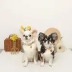 ミックスカラー反射カラー【名入れ彫刻対応】 - Image 6