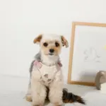 冷感いちご柄ハーネス+リードSET【名入れ刺繍対応】 - Image 9