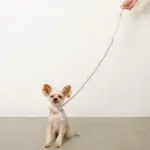 フラワーパラコードリード - Image 4