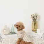 くまさんハーネス - Image 5