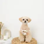 くまさんハーネス - Image 8