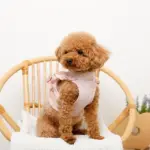 ショルダーフリルハーネス＋リードSET【名入れ刺繍対応】 - Image 3