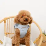 ショルダーフリルハーネス＋リードSET【名入れ刺繍対応】 - Image 5