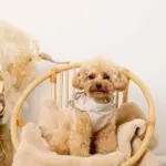 ショルダーフリルハーネス＋リードSET【名入れ刺繍対応】 - Image 8