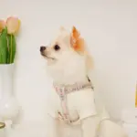 反射フラワー刺繍ハーネス+リードSET【名入れ刺繍対応】 - Image 6