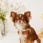 反射フラワー刺繍ハーネス+リードSET【名入れ刺繍対応】 - Image 8