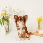 反射フラワー刺繍ハーネス+リードSET【名入れ刺繍対応】 - Image 10