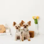 リボン刺繍フリルキルティングハーネス+リードSET【名入れ刺繍対応】 - Image 4