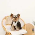 リボン刺繍フリルキルティングハーネス+リードSET【名入れ刺繍対応】 - Image 7