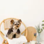 リボン刺繍フリルキルティングハーネス+リードSET【名入れ刺繍対応】 - Image 9