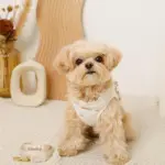 リボン刺繍フリルキルティングハーネス+リードSET【名入れ刺繍対応】 - Image 10