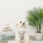 メッシュコンビ反射テープハーネス+リードSET【名入れ刺繍対応】 - Image 3