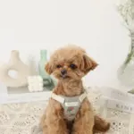 冷感フラワー刺繍ハーネス+リードSET【名入れ刺繍対応】 - Image 4