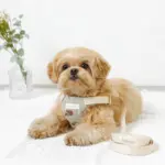 冷感フラワー刺繍ハーネス+リードSET【名入れ刺繍対応】 - Image 6