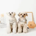 冷感フラワー刺繍ハーネス+リードSET【名入れ刺繍対応】 - Image 10