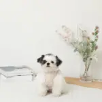 冷感アイスクリーム柄ハーネス+リードSET【名入れ刺繍対応】 - Image 4