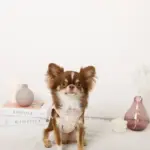 冷感アイスクリーム柄ハーネス+リードSET【名入れ刺繍対応】 - Image 6