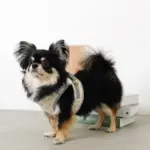 冷感アイスクリーム柄ハーネス+リードSET【名入れ刺繍対応】 - Image 9