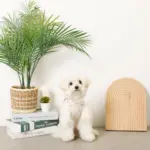 冷感マリン柄刺繍ハーネス+リードSET【名入れ刺繍対応】 - Image 4