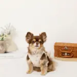 冷感マリン柄刺繍ハーネス+リードSET【名入れ刺繍対応】 - Image 9