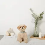 冷感マーガレット柄ハーネス+リードSET【名入れ刺繍対応】【保冷剤付き】 - Image 6