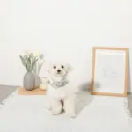 冷感マーガレット柄ハーネス+リードSET【名入れ刺繍対応】【保冷剤付き】 - Image 10