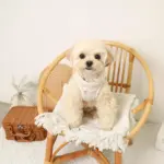 リンゴ柄刺繍ハーネス+リードSET【名入れ刺繍対応】 - Image 3