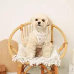 リンゴ柄刺繍ハーネス+リードSET【名入れ刺繍対応】 - Image 4