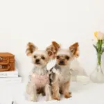 さくらんぼ刺繍ハーネス+リードSET【名入れ刺繍対応】 - Image 3