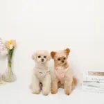 さくらんぼ刺繍ハーネス+リードSET【名入れ刺繍対応】 - Image 6