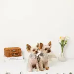 さくらんぼ刺繍ハーネス+リードSET【名入れ刺繍対応】 - Image 10