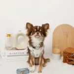 恐竜柄刺繍ハーネス+リードSET【名入れ刺繍対応】 - Image 2