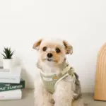 恐竜柄刺繍ハーネス+リードSET【名入れ刺繍対応】 - Image 4