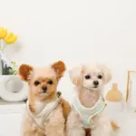 バイカラーハーネス＋リードSET【名入れ刺繍対応】 - Image 6