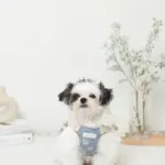 冷感シェルヒトデ柄ハーネス+リードSET【名入れ刺繍対応】 - Image 5