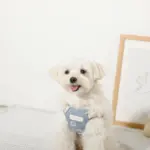 冷感シェルヒトデ柄ハーネス+リードSET【名入れ刺繍対応】 - Image 9