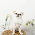 レモン柄刺繍ハーネス+リードSET【名入れ刺繍対応】 - Image 4