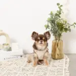 レモン柄刺繍ハーネス+リードSET【名入れ刺繍対応】 - Image 7