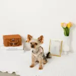 レモン柄刺繍ハーネス+リードSET【名入れ刺繍対応】 - Image 8