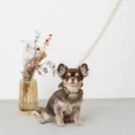 シュリンクレザーコットンライクリード - Image 7