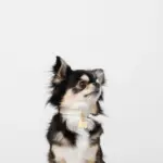 ボーンチャームレザーカラー【名入れ彫刻対応】 - Image 4