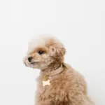 ボーンチャームレザーカラー【名入れ彫刻対応】 - Image 10