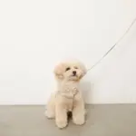 ソフトラバーハーネス+リードSET - Image 2