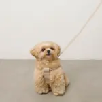 ソフトラバーハーネス+リードSET - Image 6